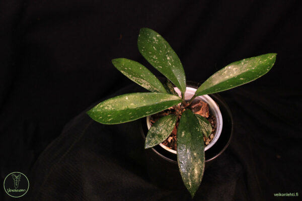 Hoya Pubicalyx Super Silver