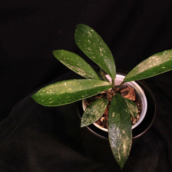 Hoya Pubicalyx Super Silver