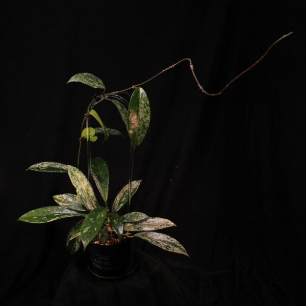 Hoya Pubicalyx Super Silver