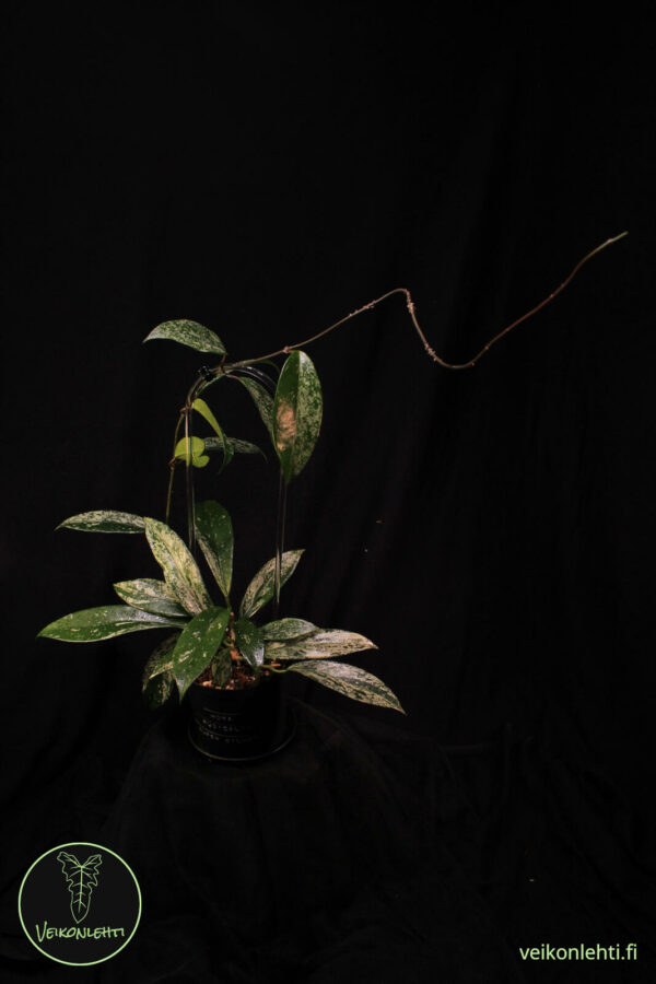 Hoya Pubicalyx Super Silver