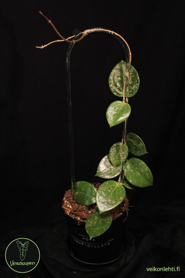 Hoya Verticillata