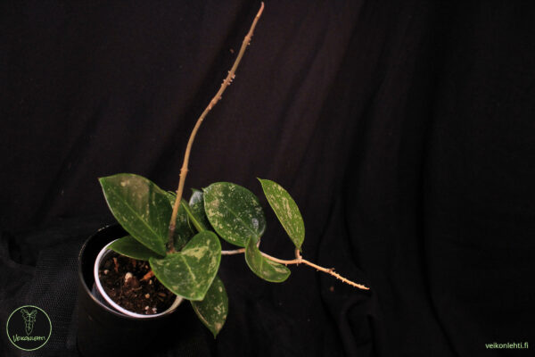Hoya Verticillata