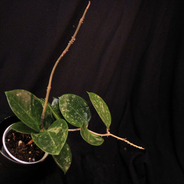Hoya Verticillata