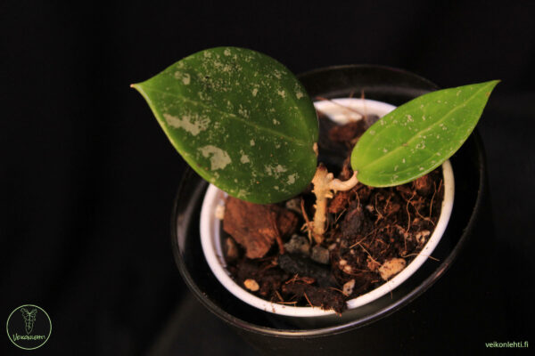 Hoya Verticillata