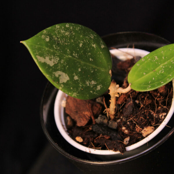 Hoya Verticillata