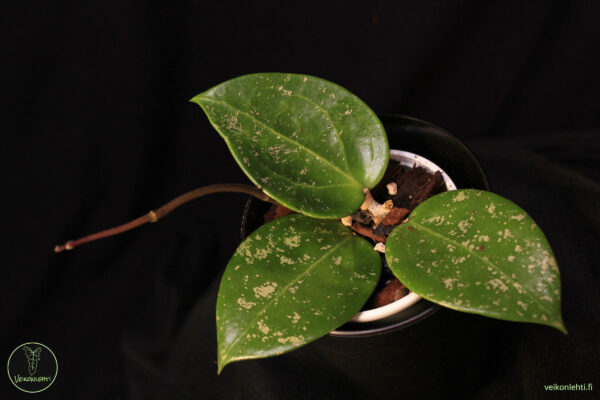 Hoya Verticillata