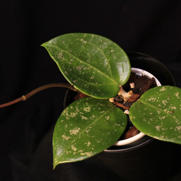 Hoya Verticillata