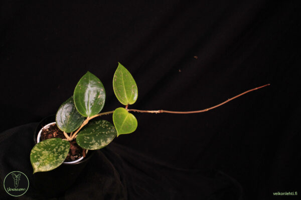 Hoya Verticillata