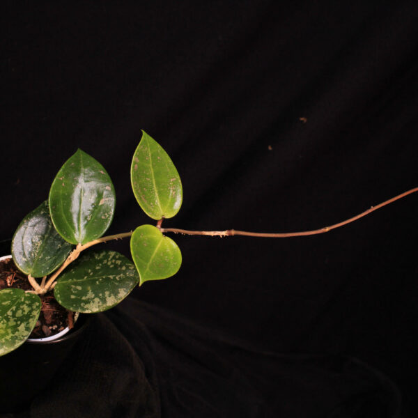 Hoya Verticillata