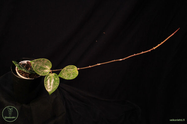 Hoya Verticillata
