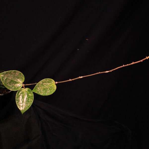 Hoya Verticillata