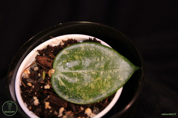 Hoya Verticillata
