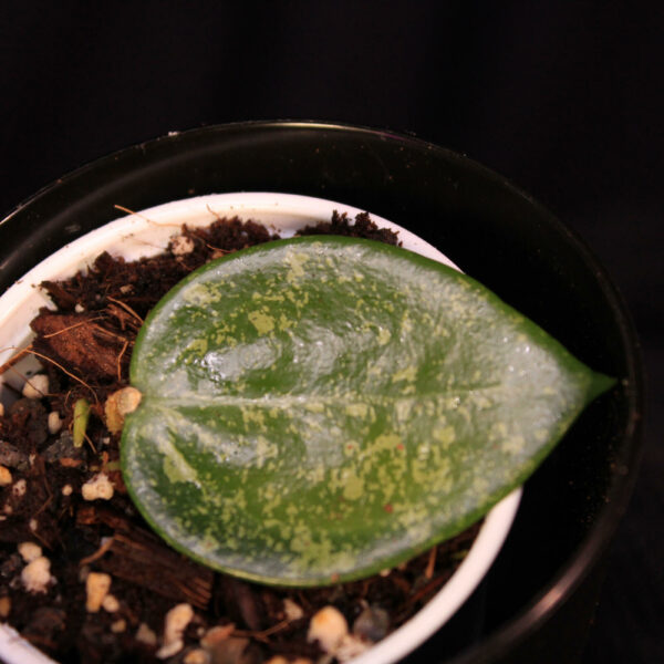Hoya Verticillata
