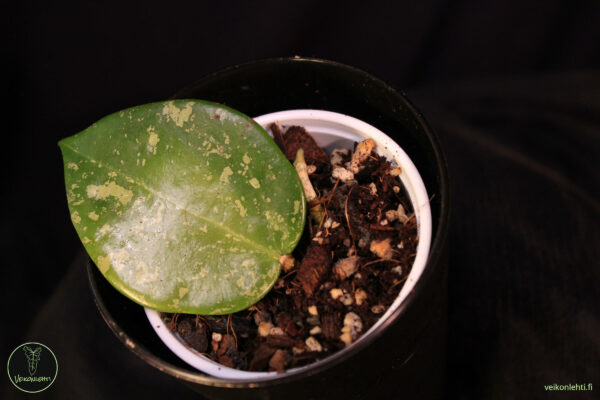 Hoya Verticillata