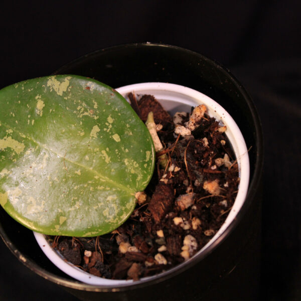 Hoya Verticillata