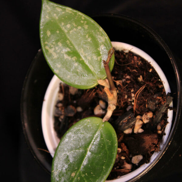 Hoya Verticillata