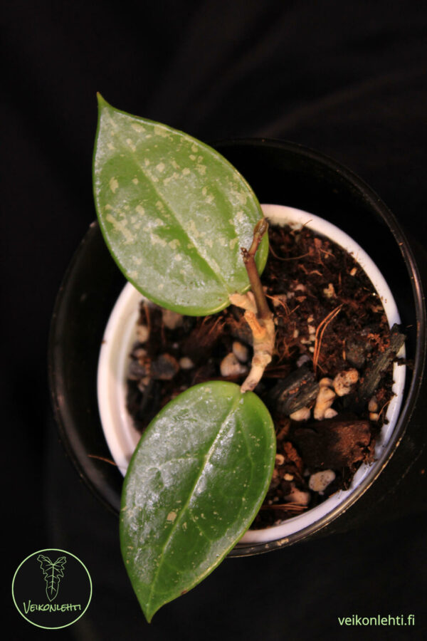 Hoya Verticillata