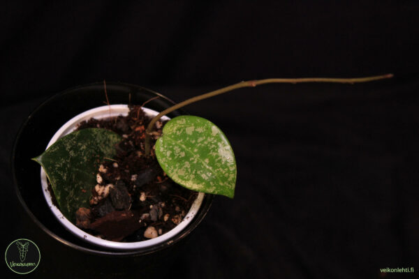 Hoya Verticillata