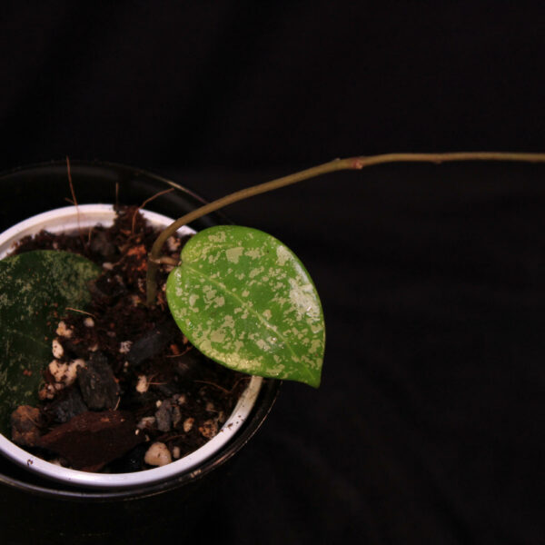 Hoya Verticillata