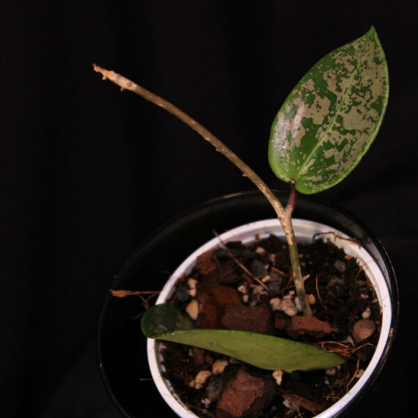 Hoya Verticillata