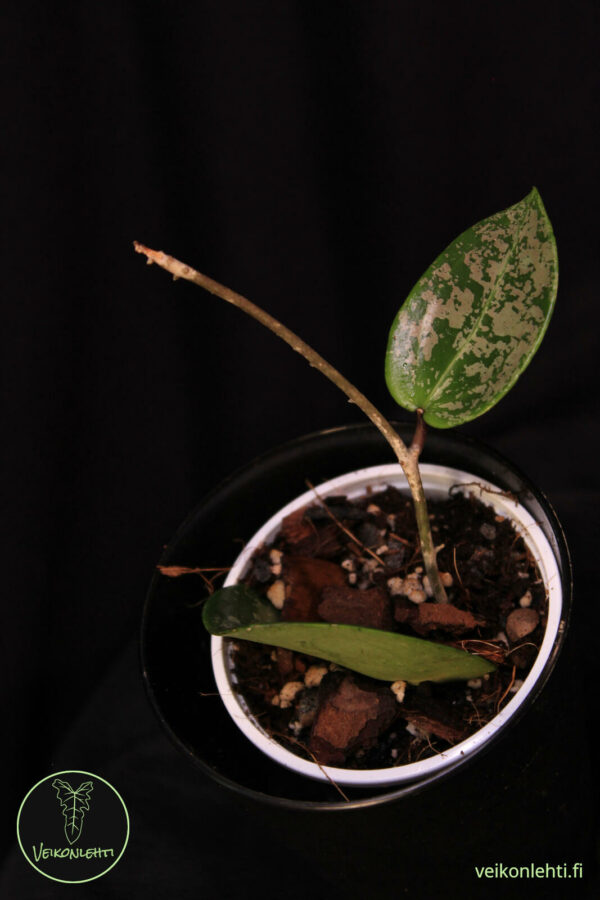 Hoya Verticillata