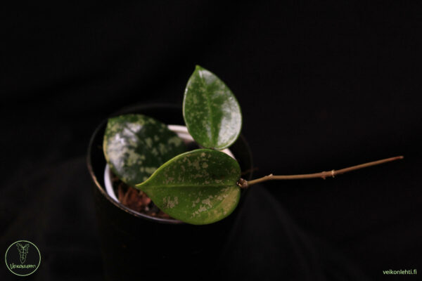 Hoya Verticillata