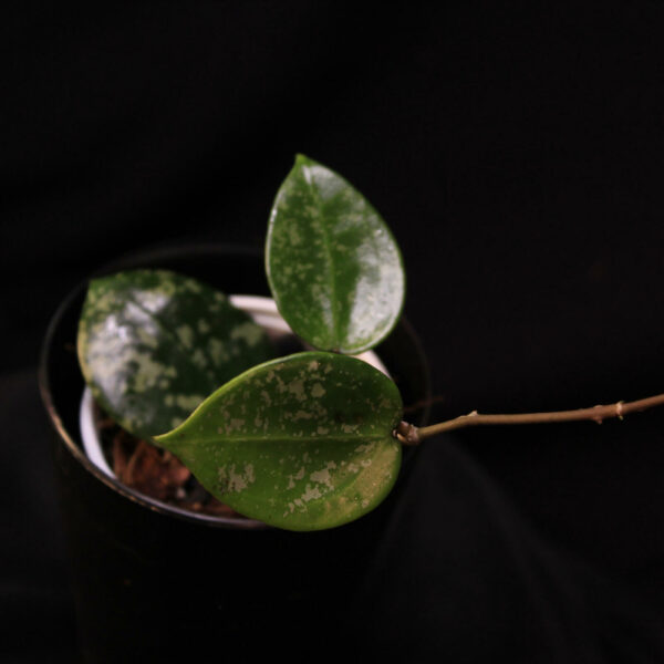 Hoya Verticillata
