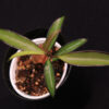 Hoya Wayetii - Image 2