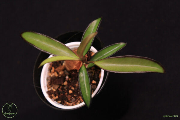 Hoya Wayetii - Image 2