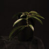 Hoya Wayetii