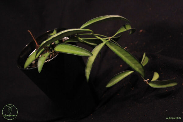 Hoya Wayetii