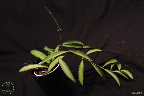 Hoya Wayetii