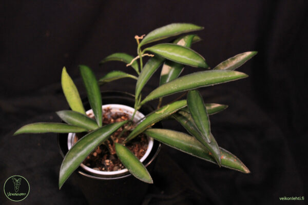 Hoya Wayetii