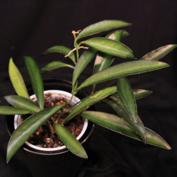 Hoya Wayetii