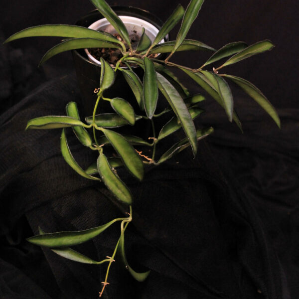 Hoya Wayetii