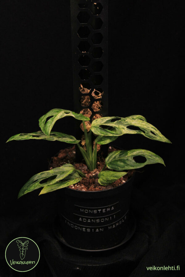 Monstera Adansonii Indonesian Marble