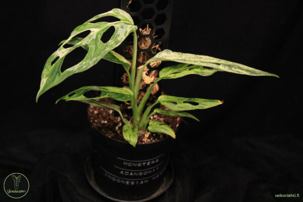 Monstera Adansonii Indonesian Marble