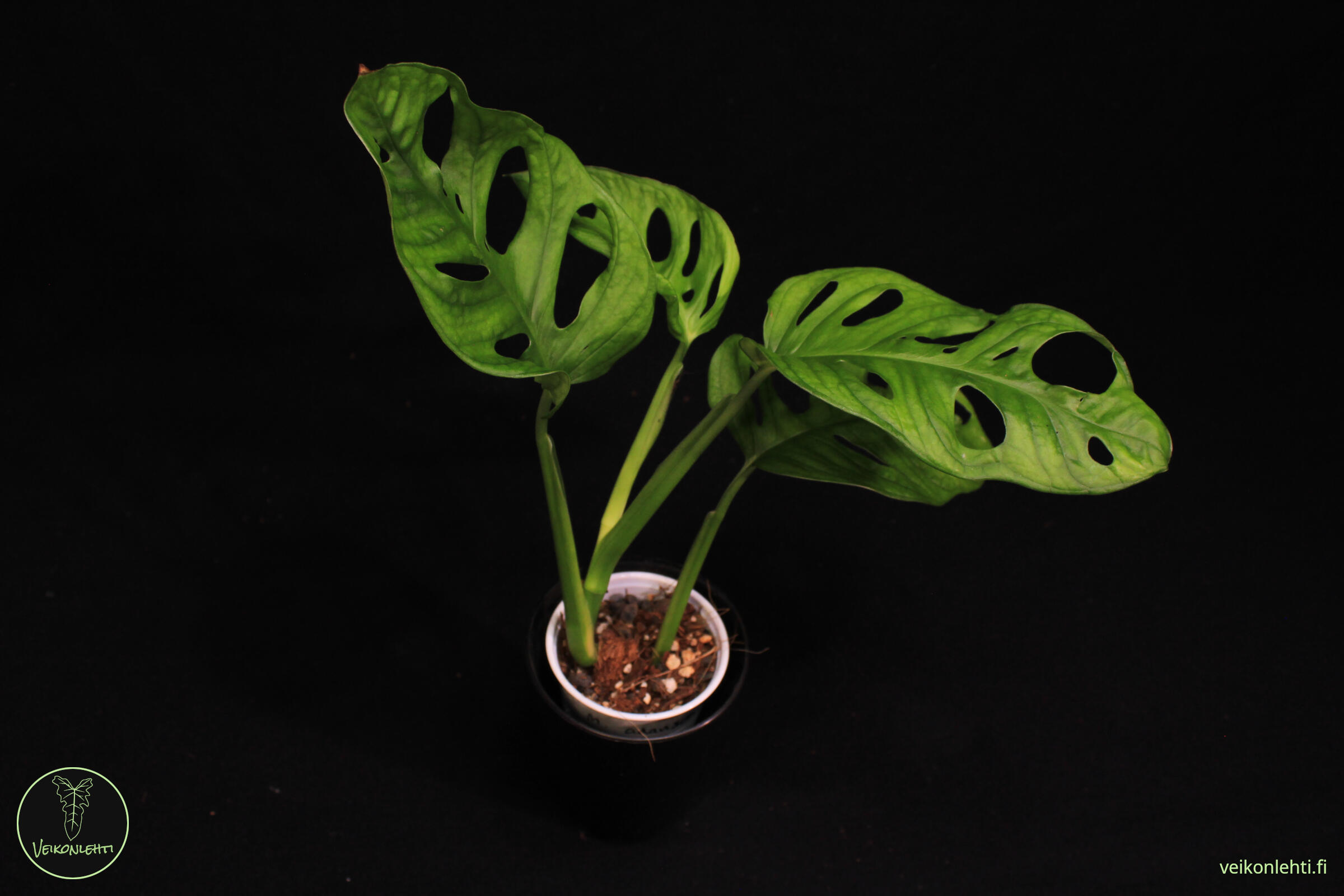 4” Monstera Adanosii