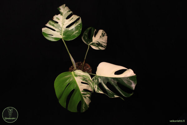 Monstera Deliciosa Albo Variegata