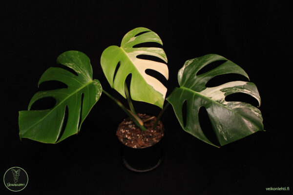 Monstera Deliciosa Albo Variegata