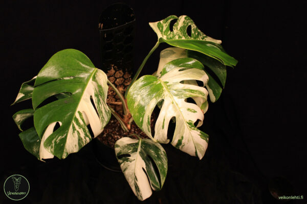 Monstera Deliciosa Albo Variegata