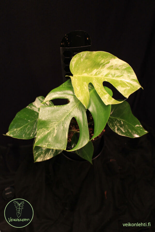 Monstera Deliciosa Albo Variegata