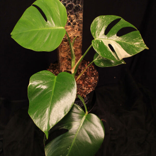 Monstera Deliciosa Albo Variegata