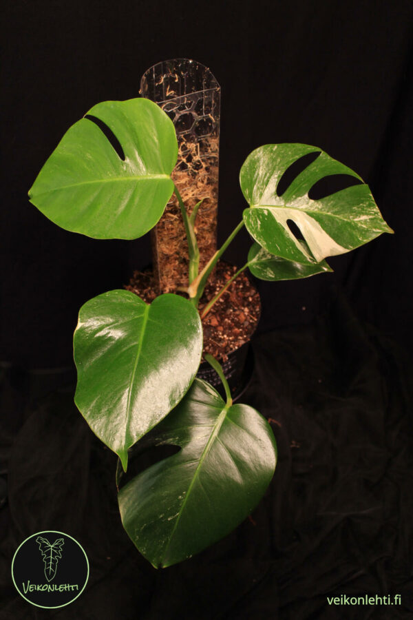 Monstera Deliciosa Albo Variegata
