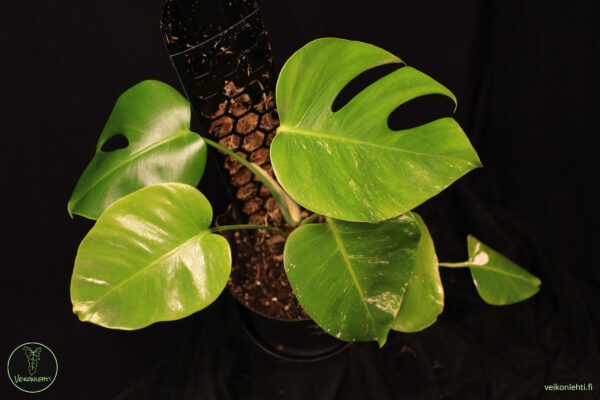 Monstera Deliciosa Albo Variegata