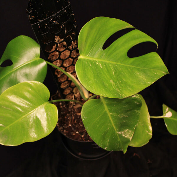 Monstera Deliciosa Albo Variegata