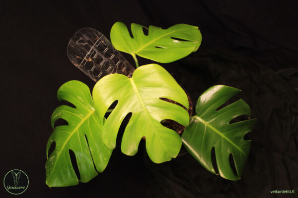 Monstera Deliciosa Albo Variegata