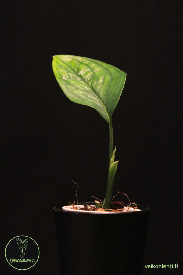 Monstera Karstenianum