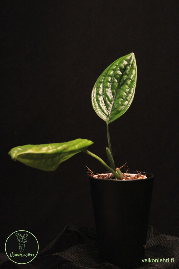 Monstera Pinnatipartita