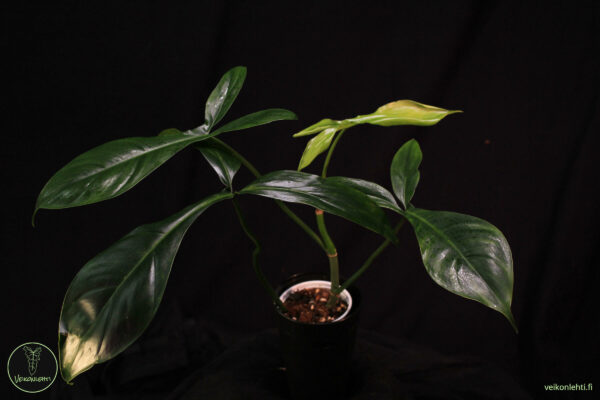 Philodendron Bette Waterbury (69686)